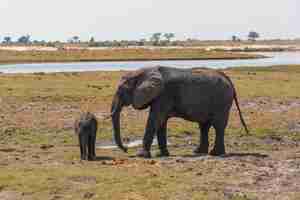 Photo african elephant in chobe national park