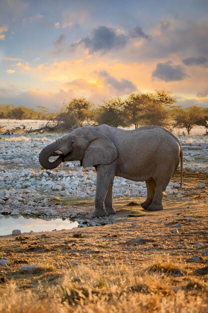 美しい夕日の間に水穴で水を飲むアフリカゾウ