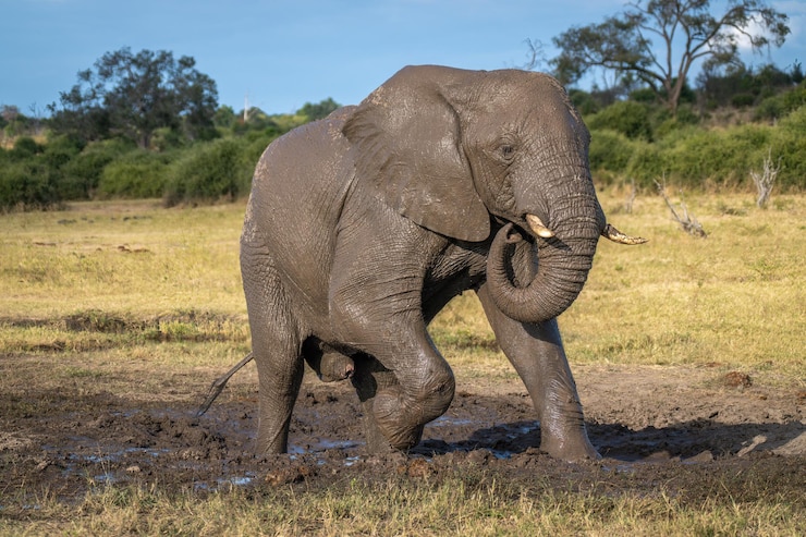 Photo アフリカのゾウが泥土から立ち上がる