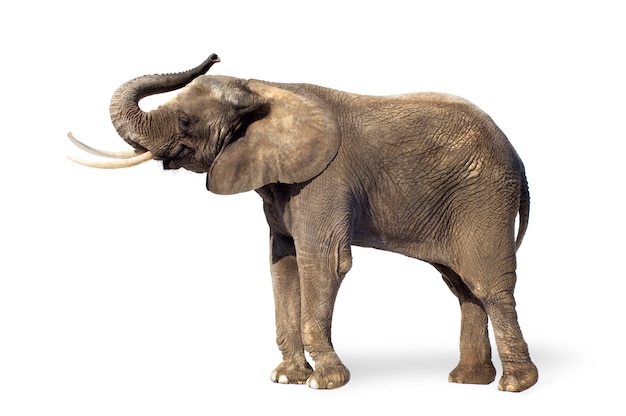 African Elephant Isolated