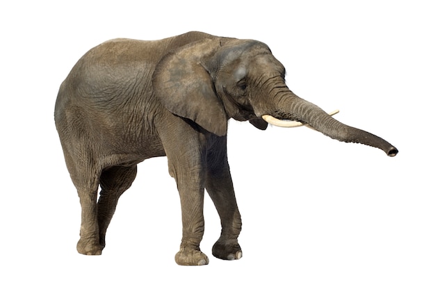 African Elephant isolated