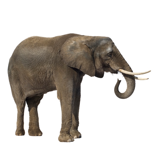 African Elephant isolated