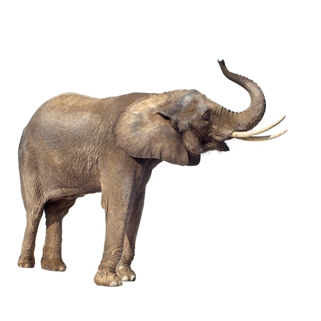 African Elephant isolated