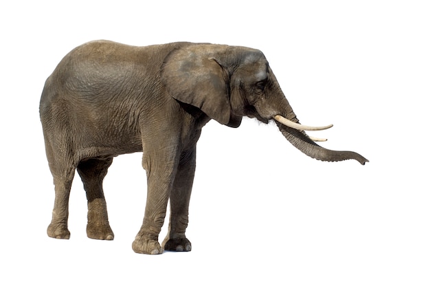 African Elephant isolated