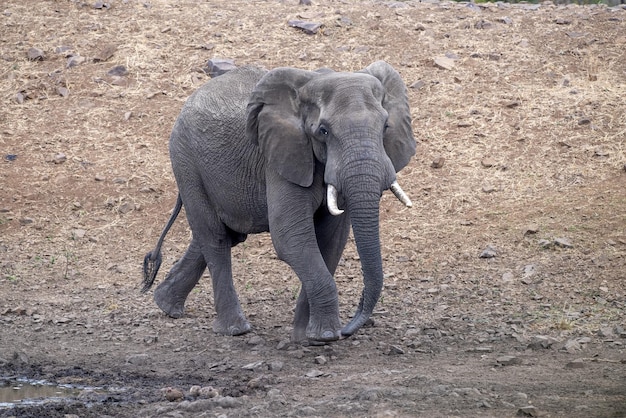 南アフリカのクルーガー国立公園のアフリカゾウ
