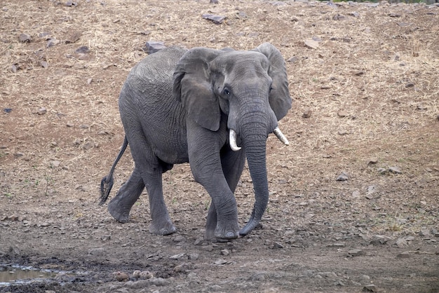 African elephant in the Kruger National Park, South Africa