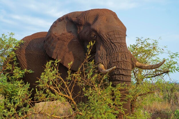 Primo piano dell'elefante africano nel parco nazionale di kruguer