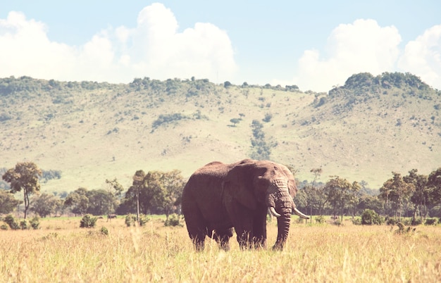 African elephant (Loxodonta africana) cow with young calf in wilderness bush, Kenya