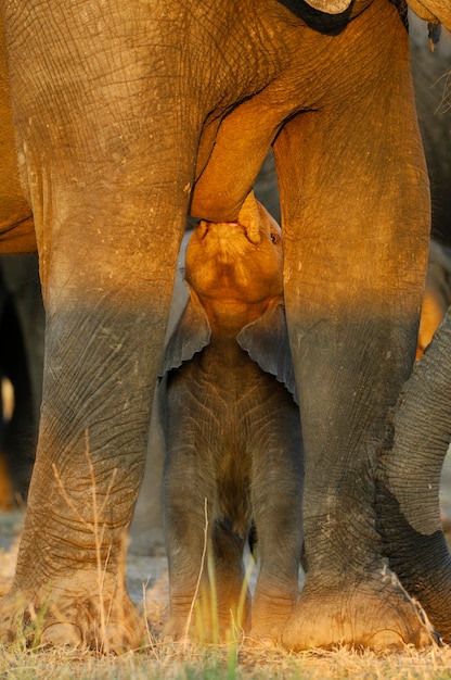 African elephant Loxodonta africana nursing his young