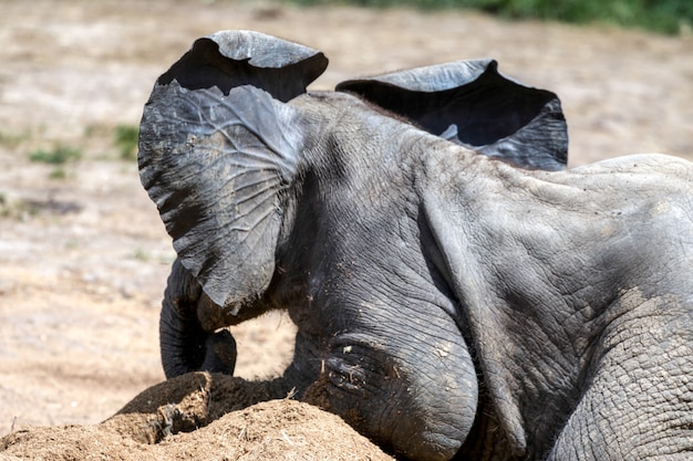 Африканский слон (Loxodonta)