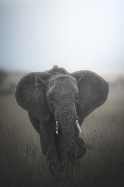 African elephant Loxodonta