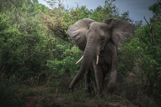 African elephant Loxodonta