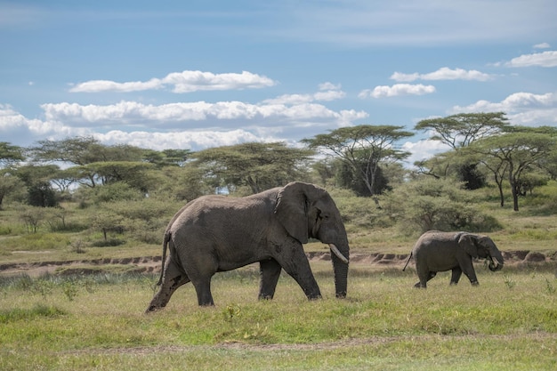 African elephant Loxodonta