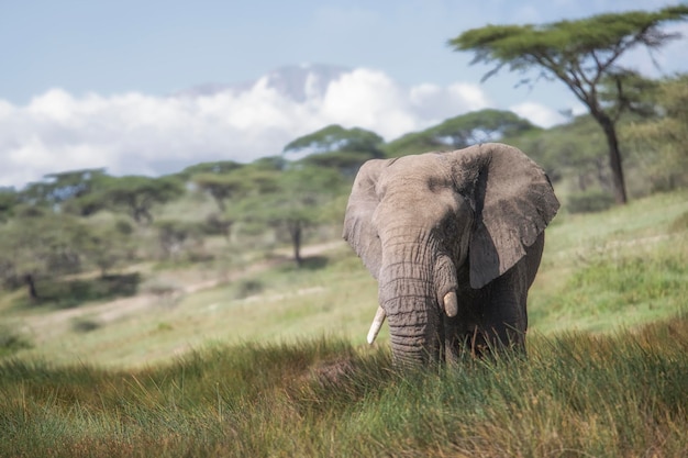 African elephant Loxodonta