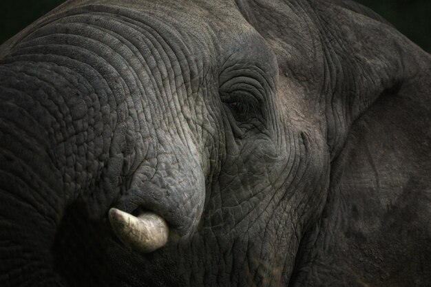 Photo african elephant at pilanesberg game reserve