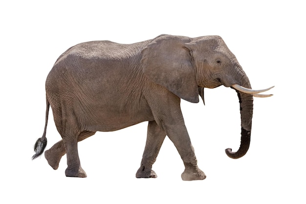 african elephant profile walking isolated