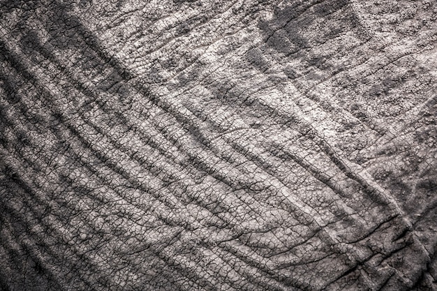 Photo african elephant skin