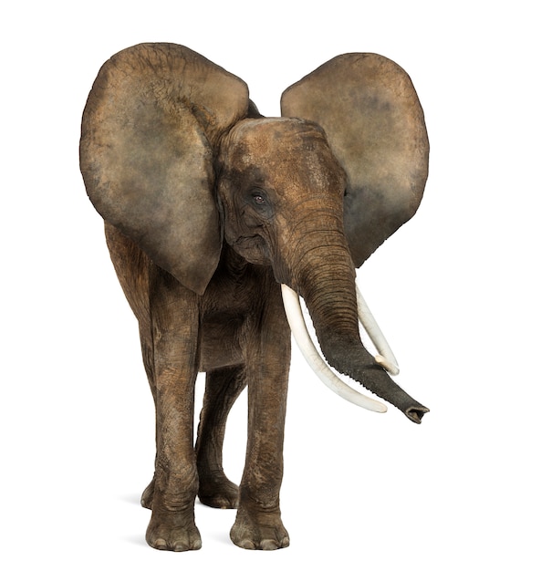Фото Африканский слон стоял, уши вверх, изолированные на белом