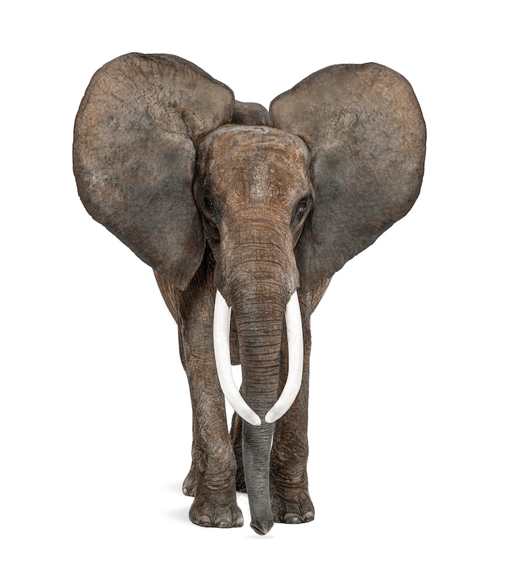Photo african elephant standing in front ears up isolated on white image remastered