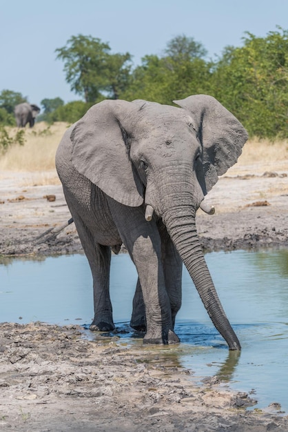 ウォーターホールに立っているアフリカのゾウ