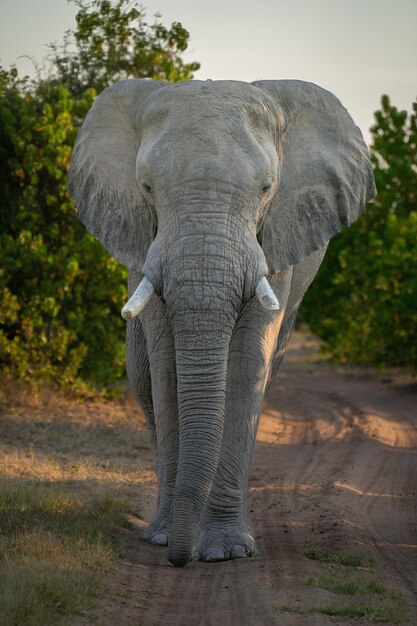 Фото Африканский слон стоит лицом к камере на рельсе