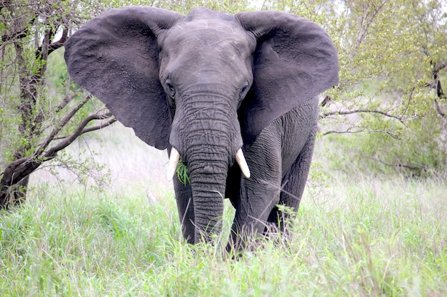 African elephant among the trees in National Park