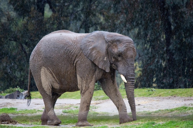 African elephant walking in the rain