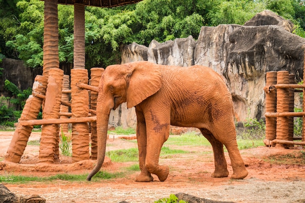 African elephant with red soil on skin in zoo