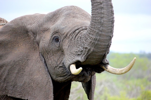 African elephant with the trunk up