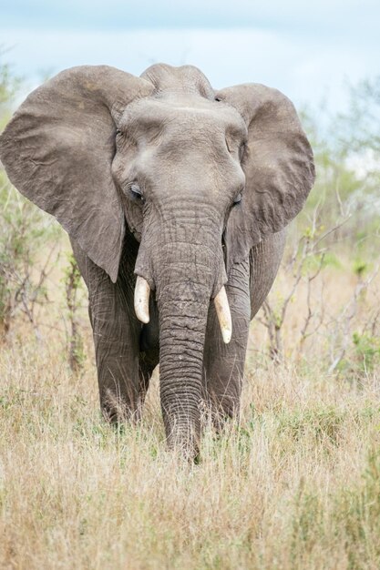 Foto elefante africano