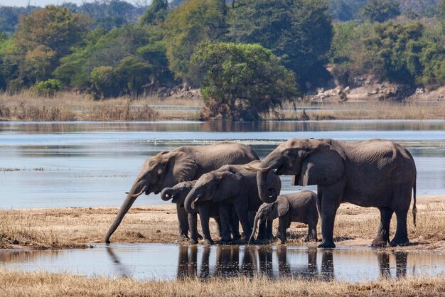 African Elephants Chobe River Botswana