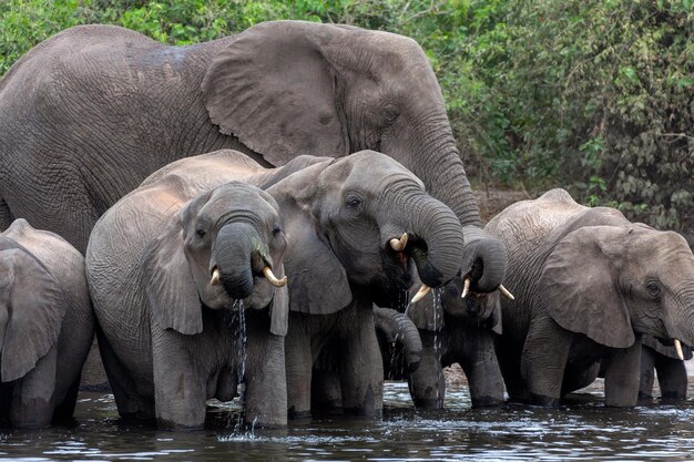 Африканские слоны Река Чобе Ботсвана
