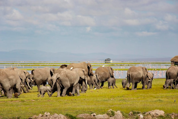 African elephants herd at Amboseli National Park Kenya