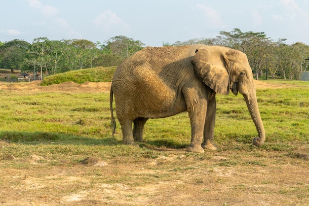 사진 야생의 아름다운 풍경 속의 아프리카 코끼리