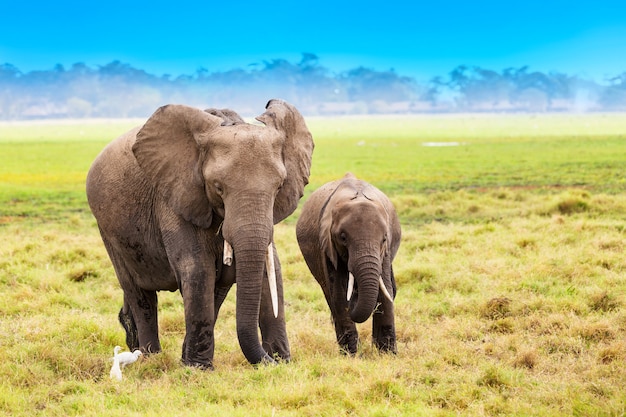 African elephants in Kenya