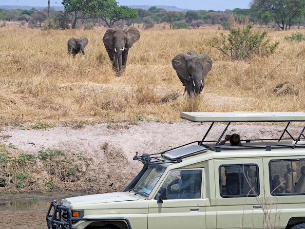 Photo african elephants and safari off road car wildlife in africa safari