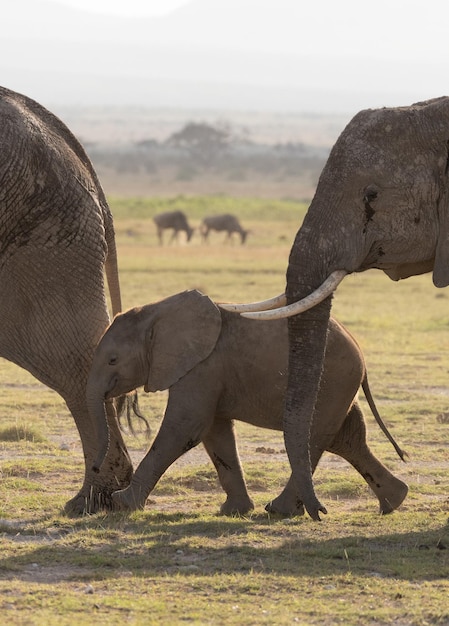 African elephants at sunrise in Amboseli National Park, Kenya