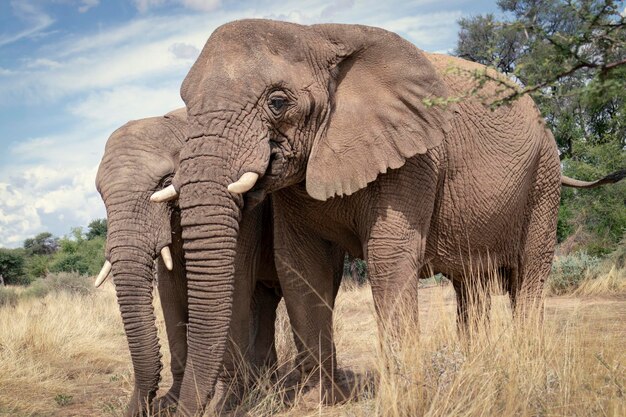 写真 ナミビア・エトーシャ国立公園の緑豊かな草原を歩くアフリカゾウ