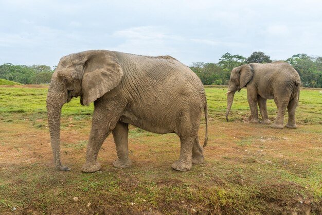 Foto elefanti africani nel bellissimo paesaggio selvaggio