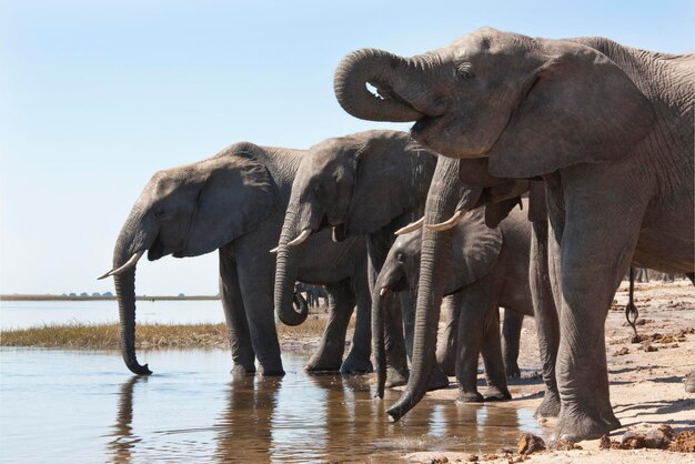 Photo african elephants