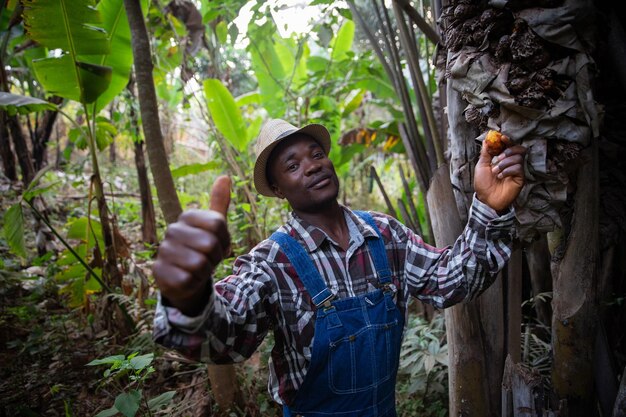 African farmer harvests Raphia hookeri from his plantation fruit used for palm wine