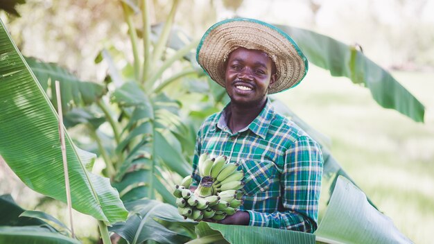 African farmer is happily working on his organic banana plantation farm.agriculture or cultivation concept