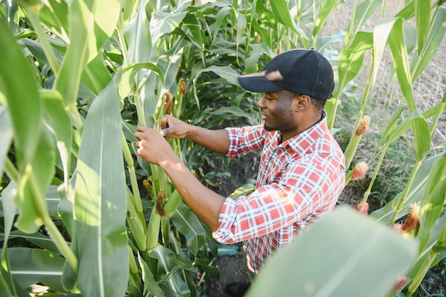 African farmer man holding a fresh corn at organic farm with smile and happyAgriculture or cultivation concept