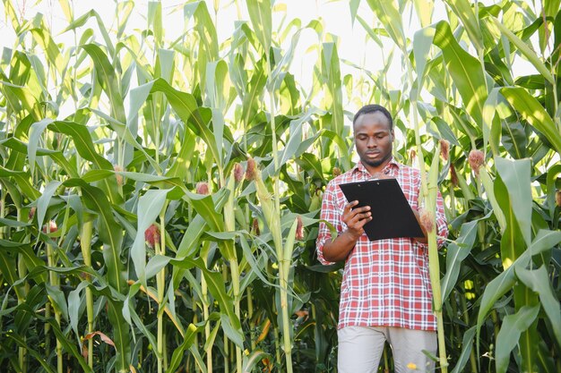 African Farmer stand in the corn plantation field