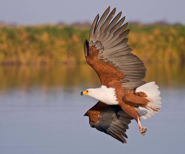 African fish eagle approaching water with wings up and feet apart Stock Photo