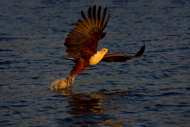 African Fish Eagle catching fish Chobe Botswana Stock Photo