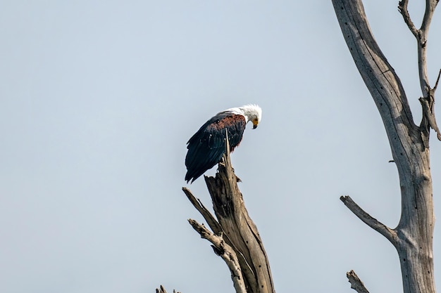 Photo african fish eagle on a dead tree against blue sky in lake naivasha kenya a freshwater bird found through subsaharan africa and is the national bird of namibia zimbabwe zambia and south sudan