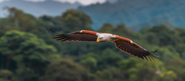 African fish eagle in flight with mountains and jungle in the background