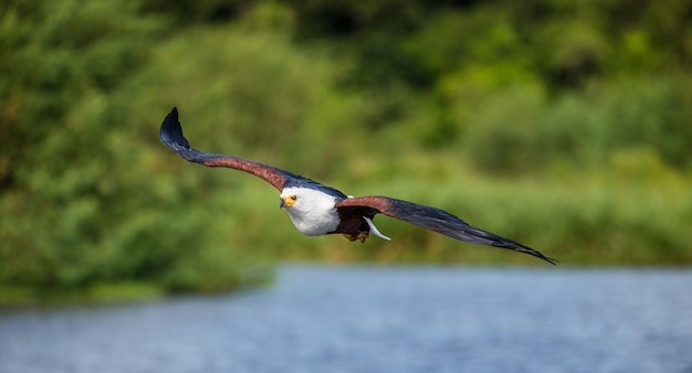 Aquila pescatrice africana in volo.