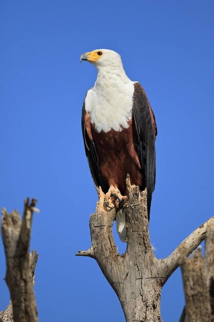 Photo african fish eagle haliaeetus vocifer lake naivasha kenya stock photo